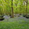 Tapis de Jacinthes bleues dans le sous-bois. vers Sully la Chapelle. Fabrice Godet